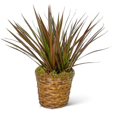 Dracaena Marginata in a Basket