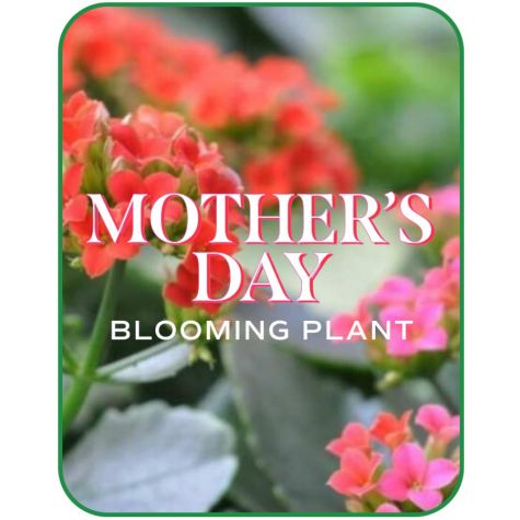 Mother's Day Blooming Plant