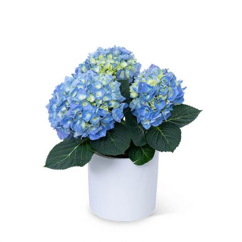 Blue Hydrangea Plant